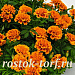 Big pack Бархатцы отклоненные (Tagetes patula F1) Super Hero Orange Bee, 30 очищ.семян