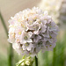 Армерия приморская (Armeria maritima) Morning Star White, 5 семян