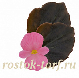 Бегония вечноцветущая (Begonia semperflorens) Senator iQ Rose, 10 драже