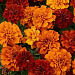 Бархатцы отклоненные (Tagetes patula F1) Fireball, 10 обраб. семян 