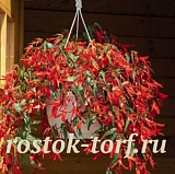 Бегония боливийская (Begonia boliviensis) Santa Cruz, 3 драже