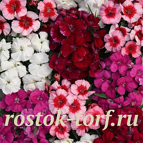 Гвоздика (Dianthus chinensis) Coronet™ Mix , 5 драже