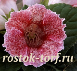 Глоксиния гибридная (Sinningia hybrida F1) Empress Red Spotted, 5 драже
