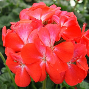 Пеларгония зональная (Pelargonium x hortorum F1) Nano Scarlet bicolor, 3 шт семян