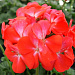 Пеларгония зональная (Pelargonium x hortorum F1) Nano Scarlet bicolor, 3 шт семян