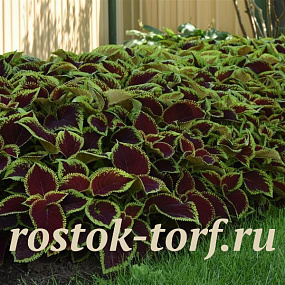 Колеус гибридный (Coleus x hybrida) Premium Shade Kong Jr.™ Scarlet , 3 драже