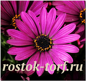 Остеоспермум Эклона (Osteospermum eclonis F1) Akila Purple, 3 шт семян