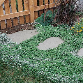 Дихондра ползучая (Dichondra repens) Emerald Falls, 3 шт мультидраже