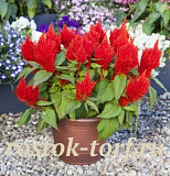Целозия перистая (Celosia plumosa) Bright Sparks Scarlet, 10 шт
