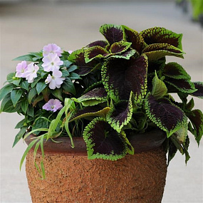 Колеус гибридный (Coleus x hybrida) Premium Shade Kong Jr.™ Scarlet , 3 драже