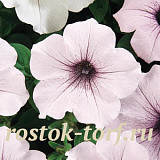 Петуния ампельная (Petunia trayling F1) Tidal Wave® Silver, 5 драже