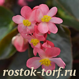 Бегония гибридная (Begonia x hybrida) Dragon Wing Pink Bronze Leaf, 3 драже