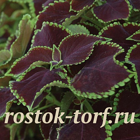 Колеус гибридный (Coleus x hybrida) Premium Sun Chocolate Mint, 3 драже