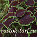Колеус гибридный (Coleus x hybrida) Premium Sun Chocolate Mint, 3 драже