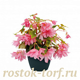Big pack Бегония гибридная (Begonia x hybrida) Funky Light Pink, 20 драже