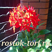Пеларгония зональная (Pelargonium x hortorum) Quantum Red, 3 шт 