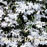 Лобелия еринус ампельная (Lobelia erinus) Regatta White, 5 мультидраже