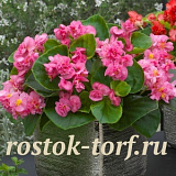 Бегония вечноцветущая полумахровая (Begonia semperflorens) Fiona Rose, 10 драже