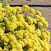 Цинния (Zinnia marylandica) Double Zahara™ Yellow, 5 обраб. семян