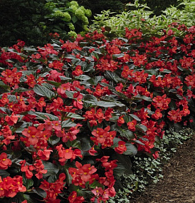Бегония бенариензис (Begonia x benariensis) Big Deluxxe Red Bronze Leaf, 3 шт драже