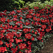 Бегония бенариензис (Begonia x benariensis) Big Deluxxe Red Bronze Leaf, 3 шт драже