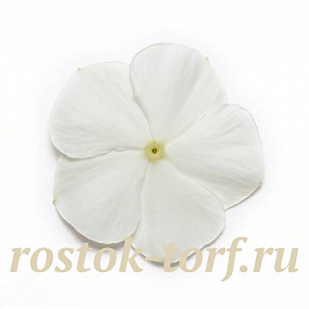 Катарантус розовый ампельный (Vinca rosea) Mediterranean – Xp White, 5 семян