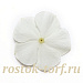 Катарантус розовый ампельный (Vinca rosea) Mediterranean – Xp White, 5 семян