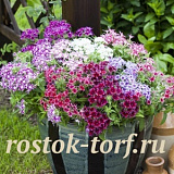 Флокс друммонда (Phlox drummondii) Popstars MIX, 5 семян