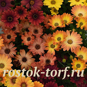 Остеоспермум Эклона (Osteospermum eclonis F1) Akila Sunset Shades, 3 шт семян