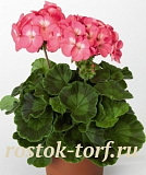 Пеларгония зональная (Pelargonium hortorum F1) Ringo 2000 Rose, 3 драже