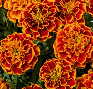 Бархатцы отклоненные (Tagetes patula F1) Super Hero Orange Flame, 10 шт очищ.семян
