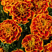Бархатцы отклоненные (Tagetes patula F1) Super Hero Orange Flame, 10 шт очищ.семян