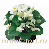 Бегония вечноцветущая (Begonia semperflorens) Ambassador F1 White, 10 драже