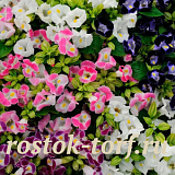 Торения Фурнье (Torenia fournieri) Kauai MIX, 5 драже