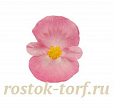 Big pack Бегония вечноцветущая Begonia semperflorens Super Cool Pink, 50 драже