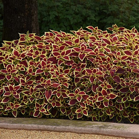 Колеус гибридный (Coleus x hybrida) Premium Sun Crimson Gold, 3 драже