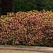 Колеус гибридный (Coleus x hybrida) Premium Sun Crimson Gold, 3 драже