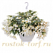 Бегония боливийская (Begonia boliviensis) Groovy White, 3 драже