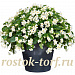 Big pack Бегония бенариензис (Begonia x benariensis) Big White Green Leaf, 20 драже
